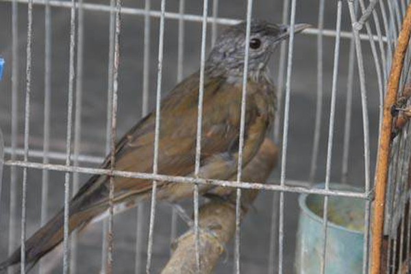 Homem é preso no Santa Luzia por manter pássaros da fauna silvestre em cativeiro