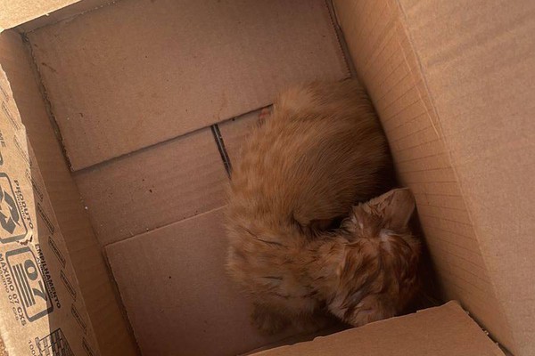 Filhote de gato fica gravemente ferido após ser arremessado contra estrutura de concreto; mulher foi presa