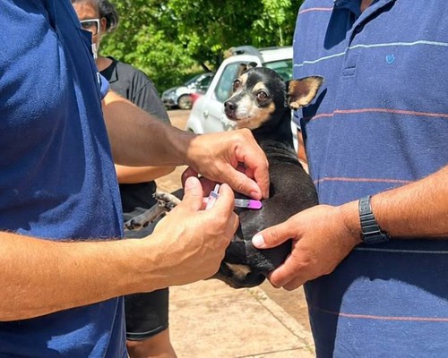 Perdeu o mutirão de vacinação contra a raiva? Veja o que fazer para imunizar o seu animal