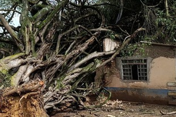 Queda de árvore tira a vida de caseiro de 43 anos na zona rural de Araxá