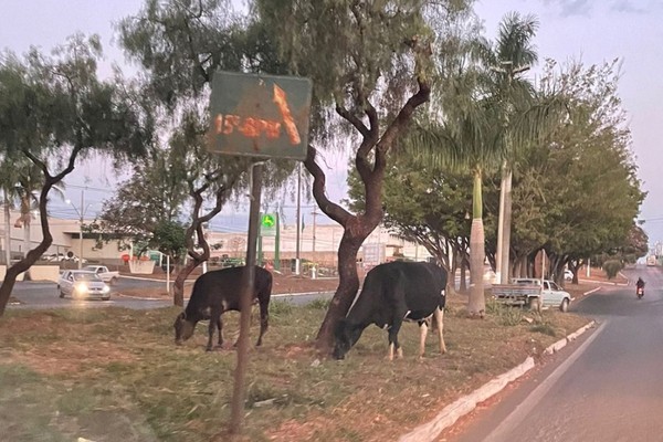 Animais transitam livremente pela Avenida JK e levam perigo a motoristas em Patos de Minas