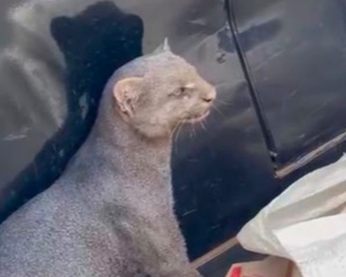 Gato-mourisco invade casa em Presidente Olegário para fugir de ataque de cães e dá trabalho à Polícia Militar
