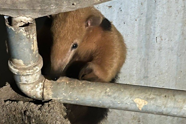 Tamanduá-mirim invade casa em São Gotardo, se esconde debaixo do tanque e mobiliza Corpo de Bombeiros