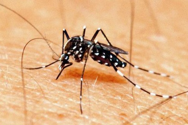 Entenda o que é a dengue sorotipo 3 registrada pela primeira vez em Patos de Minas