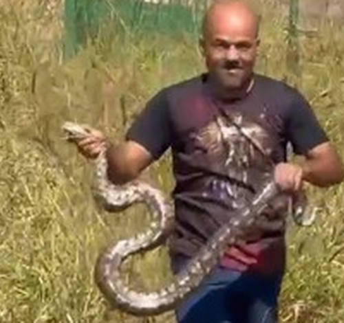 Imagens mostram destreza na captura de jiboia de grande porte em Abadia dos Dourados