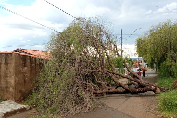 Temporal em Patos de Minas derruba árvores e deixa região do Shopping debaixo d’água