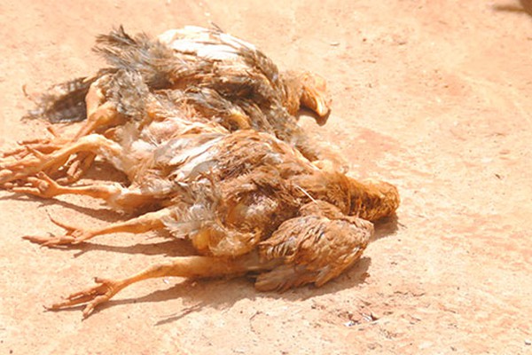 Pit Bull invade galinheiro no Residencial Barreiro em Patos de Minas e mata 13 galinhas