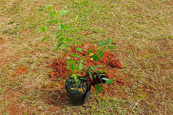 Mudas de árvores para plantio urbano são distribuídas gratuitamente no Parque do Mocambo