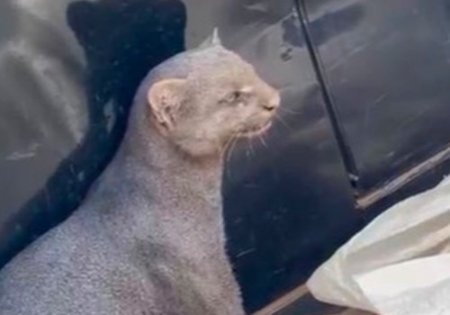 Gato-mourisco invade casa em Presidente Olegário para fugir de ataque de cães e dá trabalho à Polícia Militar