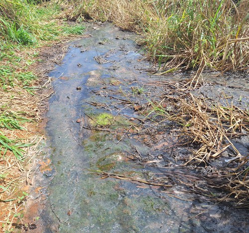 PC indicia Copasa por crime ambiental após vazamento de esgoto em área de preservação em Araxá