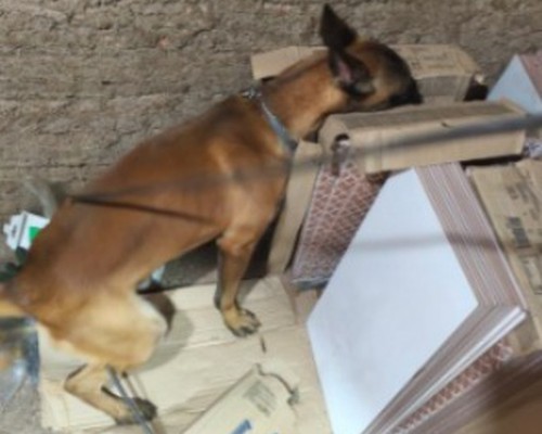 Com apoio de cão farejador, homem é preso por tráfico de drogas no bairro Alto Colina