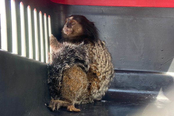 Mico fica desacordado após choque elétrico e é resgatado pelo Corpo de Bombeiros em Patos de Minas