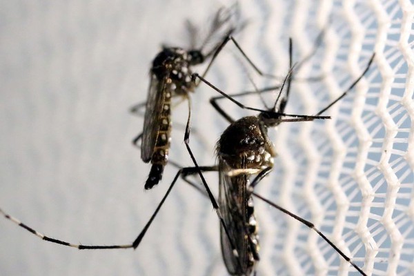 Patos de Minas tem mais 522 notificações de dengue, e cenário de epidemia continua