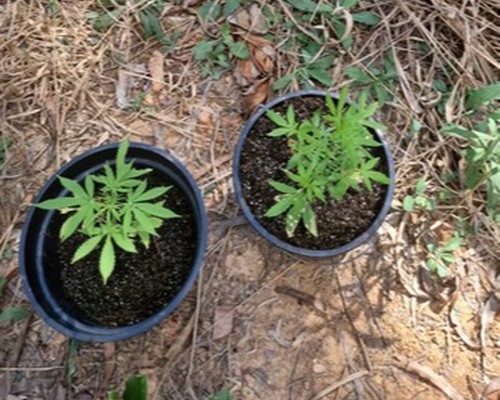 Pés de maconha são encontrados em lote vago atrás do Fórum Olympio Borges, em Patos de Minas