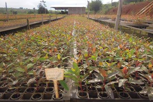 Prefeitura e IEF distribuem 150 mil mudas de eucalipto para produtores patenses