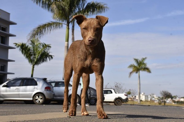 Patos de Minas vai receber recurso para aquisição de pick up para resgate de cães e gatos