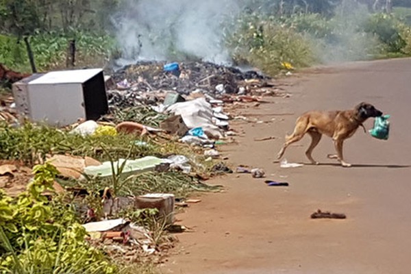 Lixo, entulho e restos de animais mortos tomam conta da estrada de acesso à Baixadinha