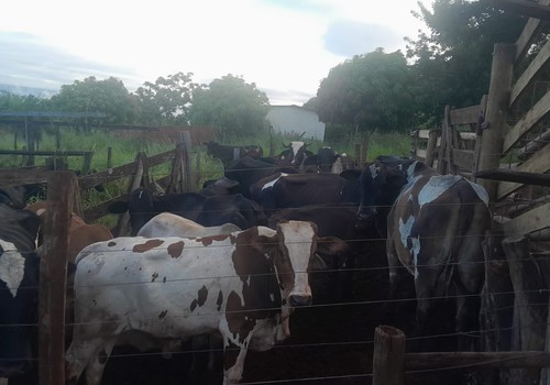 Gado furtado na região é encontrado em fazenda em Uberlândia; suspeito foi preso