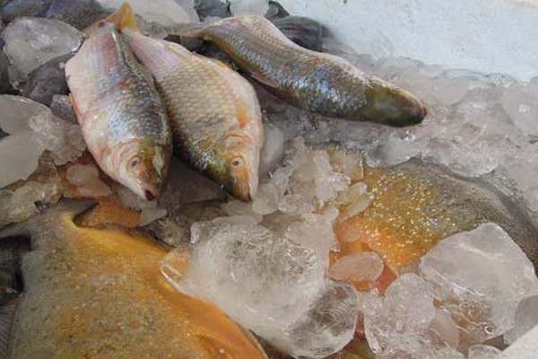 Fim da Piracema proporciona aumento na oferta de peixes, mas preços continuam em alta