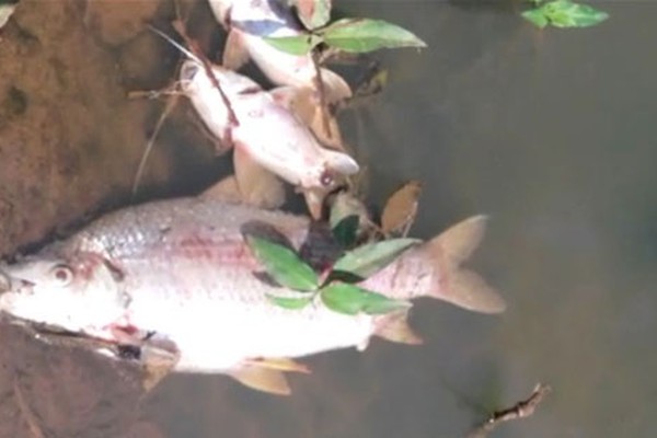 Moradores denunciam sujeira e mortandade de peixes no Rio Paranaíba em Patos de Minas