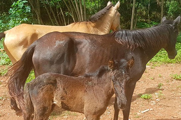 PM e Prefeitura Municipal resgatam 6 cavalos e éguas que estavam passando fome em Patos de Minas