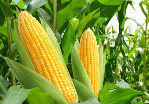 Homem de 56 anos é preso por furtar espigas de milho em lote de Patos de Minas