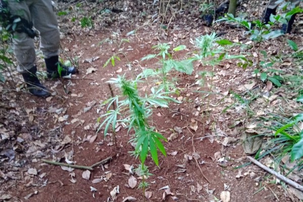 Após denúncia, Polícia Militar apreende pés de maconha plantados no Parque do Mocambo