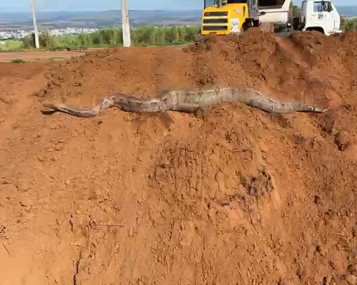 Jiboia gigante aparece no bairro Jardim Vitória e Bombeiros são acionados para fazer o resgate