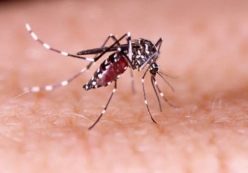 Prefeitura confirma a primeira morte por dengue em Patos de Minas; veja perfil da vítima