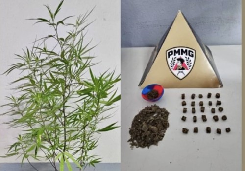 Após denúncia, homem com várias passagens é preso com drogas e pé de maconha no Centro