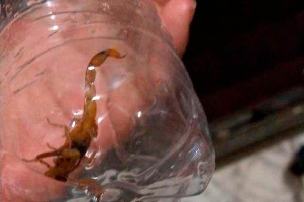 Prefeitura Alerta para acidente com escorpiões e divulga cartilha com informações importantes