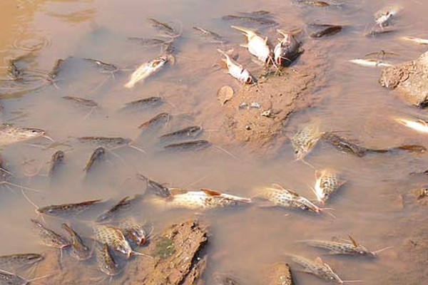 É de fazer dó: milhares de peixes agonizam e morrem nas águas do Rio Paranaíba