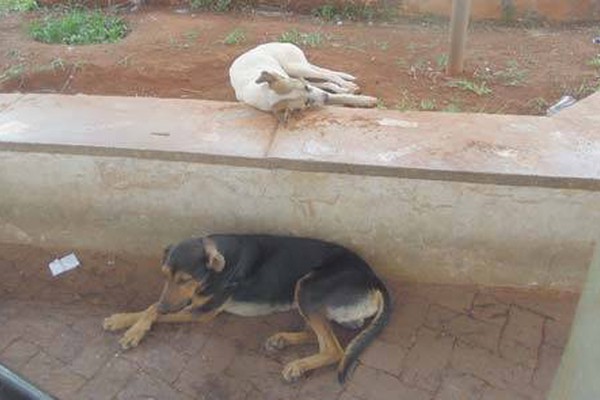 Cães abandonados na praça da antiga rodoviária atacam e causam preocupação