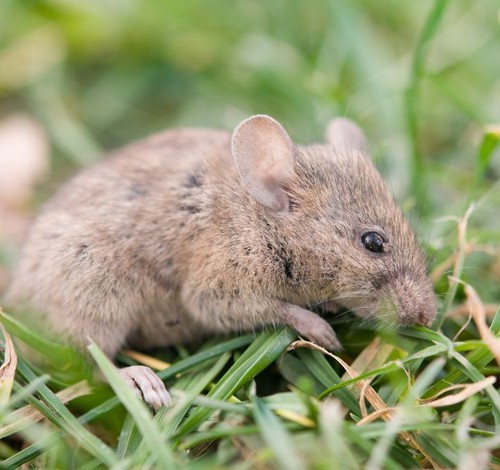 Município de Guimarânia deve indenizar família de servidor morto por hantavírus em mais de R$ 50 mil e pagamento de pensão