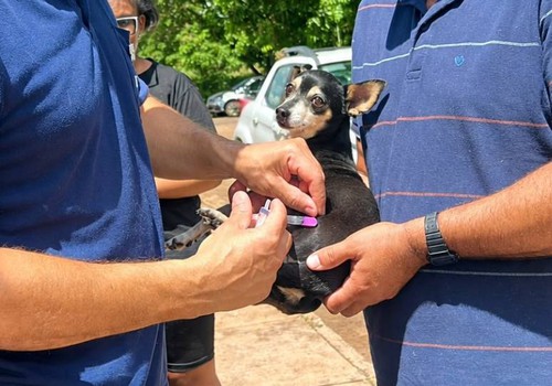 Mais de 15 mil cães e gatos foram vacinados durante mutirões contra a raiva em Patos de Minas