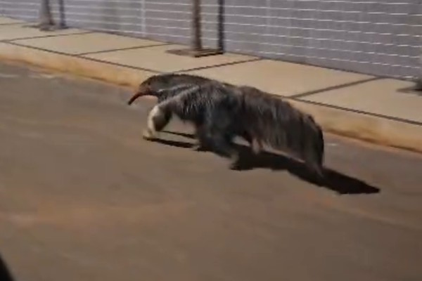 Enorme tamanduá-bandeira é flagrado passeando por ruas de Patos de Minas