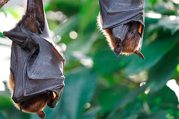 Patos de Minas tem caso positivo de raiva em morcego após 12 anos; bloqueio está programado