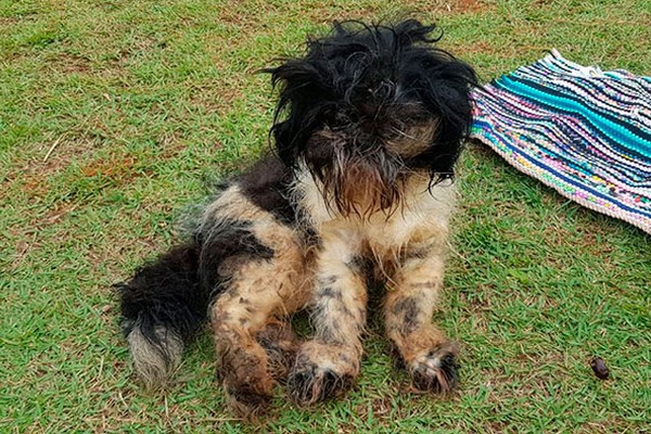 Cão abandonado em casa de condomínio é resgatado bastante debilitado em Patos de Minas 