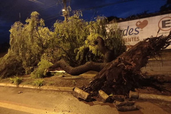Árvores gigantes são derrubadas pela ventania e interditam pistas em Patos de Minas