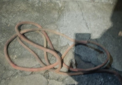 Gestante diz que foi agredida após flagrar o ex-marido praticando zoofilia com o cachorro na cama; ele foi preso e o cão morto a tiro