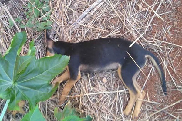 Moradores denunciam matança de cães e pedem apoio para castrar cadelas abandonadas 