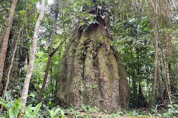Congresso terá sete em cada dez parlamentares contra agenda ambiental