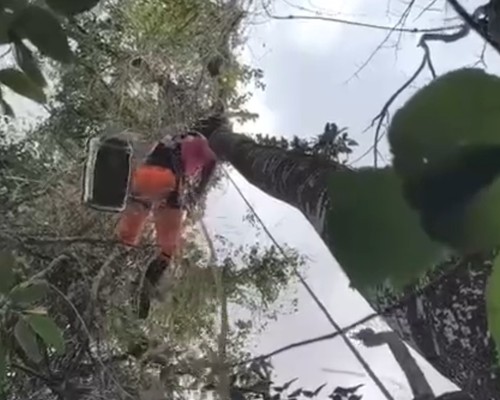 Bombeiro escala árvore gigante para resgatar gatinho que subiu e não conseguia descer