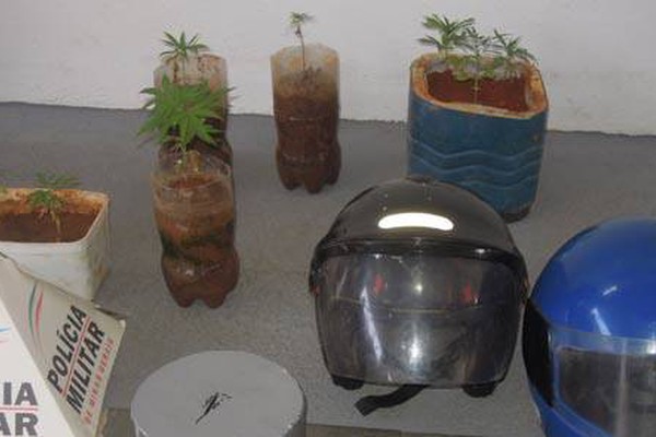 Polícia Militar acaba com cultivo de maconha em casa no bairro Céu Azul