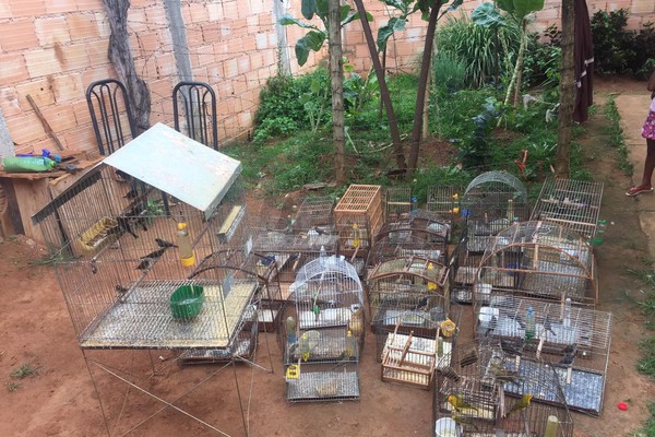 Polícia destrói gaiolas e alçapões e dá liberdade a dezenas de pássaros descobertos em cativeiro