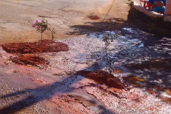 Moradores  plantam mudas em buracos no asfalto para chamar a atenção da Prefeitura