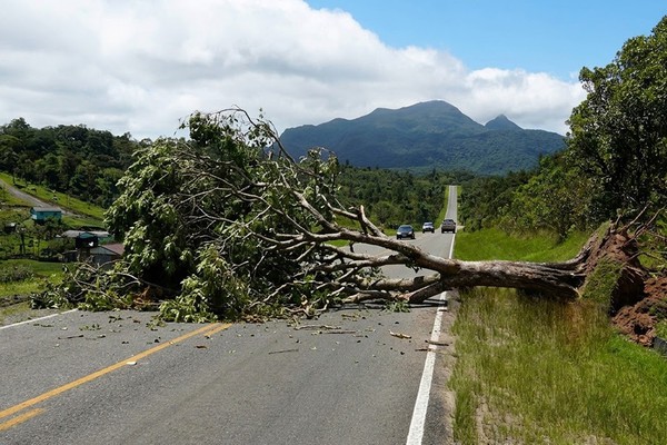 DER-MG terá que pagar indenização por morte de caminhoneiro em acidente com árvore caída na MG-188