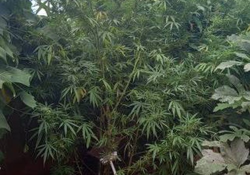 PM sai em perseguição a homem que furtou várias panelas e encontra pés de maconha de mais de dois metros em Lagoa Formosa