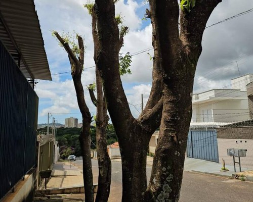 Poda de árvores exige cuidados e autorização da Prefeitura; veja o que pode e o que não pode