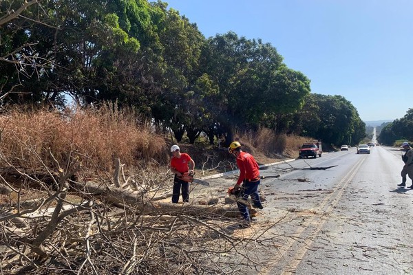 Corpo de Bombeiros retira árvore que ameaçava desabar sobre a BR 354 em Patos de Minas